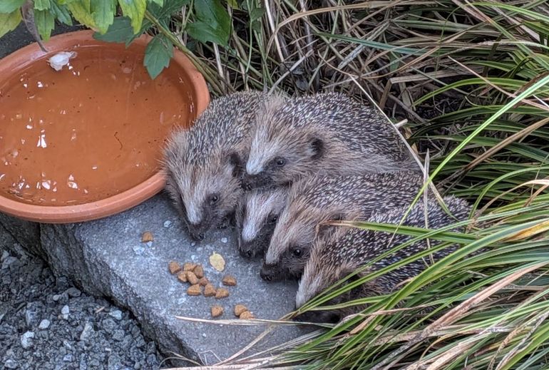 Egels in de tuin