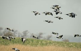 Branta leucopsis. Brandgans