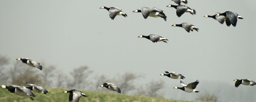 Branta leucopsis. Brandgans