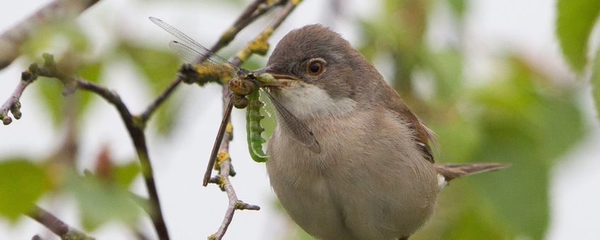 Vogel met insect