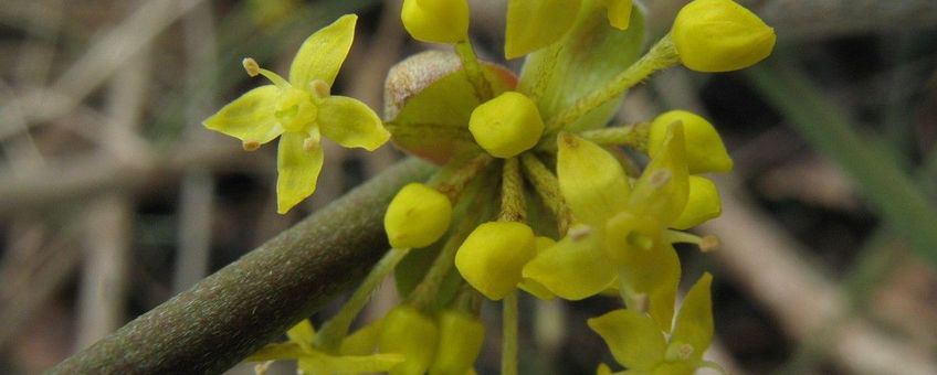 Gele kornoelje Saxifraga