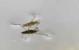 Gerris lacustris, Schaatsenrijder,