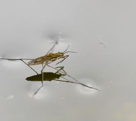 Gerris lacustris, Schaatsenrijder,
