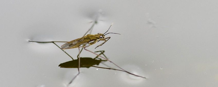 Gerris lacustris, Schaatsenrijder,