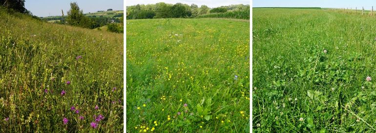 Drie voorbeelden van graslanden met een verschillend landgebruik. Links een extensief beheerd grasland met veel soorten bloemen, planten en insecten. In het midden een weiland op een biologische boerderij waar bloemen zijn ingezaaid om de biodiversiteit te vergroten. Rechts een intensief gebruikt grasland met ingezaaide klavers. Deze bloemen helpen de biodiversiteit enigszins, maar omdat er maar enkele bloeiende soorten staan, blijft de biodiversiteit laag