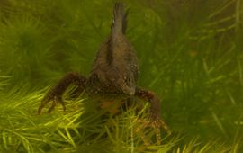 Kees Marijnissen, Saxifraga Kamsalamander