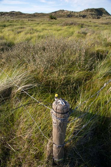 Verruiging in exclosure met meetpunt N-depositie Vallei van het Veen Vlieland