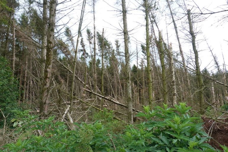 De fijnspar in het bos was grotendeels dood en het bos stortte letterlijk in, wat een gevaar vormde voor wandelaars