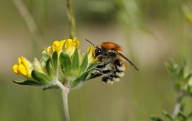 Heidehommel foeragerend op wondklaver in Groeve Blom