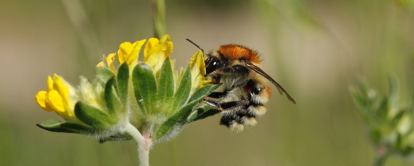 Heidehommel foeragerend op wondklaver in Groeve Blom