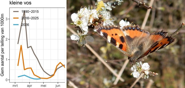 De kleine vos was dit voorjaar (blauwe lijn) veel minder aanwezig dan bij de gemiddelden in de andere perioden
