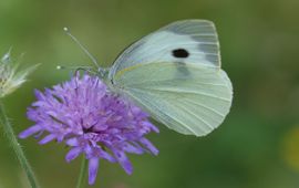 Groot koolwitje op beemdkroon in Hortus Nijmegen