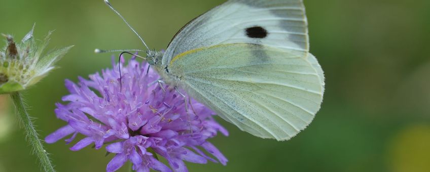 Groot koolwitje op beemdkroon in Hortus Nijmegen