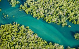 naturepl.com/Inaki Relanzon/WWF Mangrovebossen