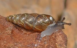 De Vergeten schorshoren (Balea heydeni). Het huisje is gedrongener dan dat van de Slanke schorshoren, met vaak iets bollere windingen en minder sterke ribbels. Het lichaam, met name de flanken en de kruipvoet, is bovendien lichter van kleur