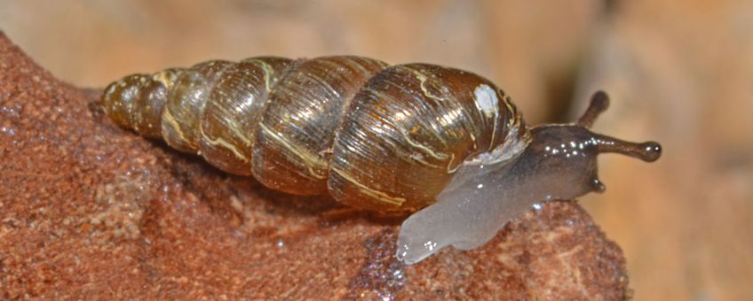 De Vergeten schorshoren (Balea heydeni). Het huisje is gedrongener dan dat van de Slanke schorshoren, met vaak iets bollere windingen en minder sterke ribbels. Het lichaam, met name de flanken en de kruipvoet, is bovendien lichter van kleur