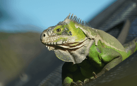 Lesser Antillean iguana (Iguana delicatissima)