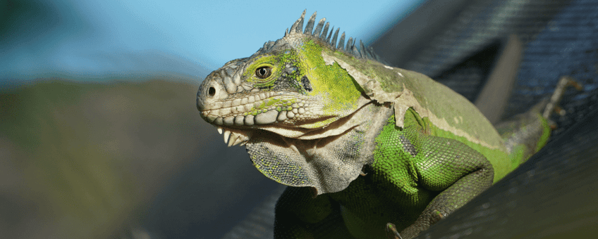 Lesser Antillean iguana (Iguana delicatissima)