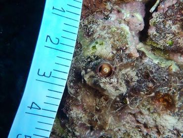 Een wormslak op dood koraal: de kleine witte deeltjes naast de slak zijn poepkorrels