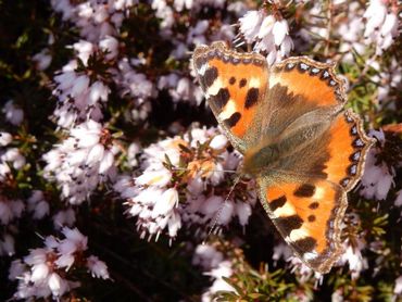 Kleine vos op winterheide