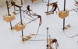 Naturalis Biodiversity Center Enkele opgepinde muggen uit de Bonne-Wepster collectie.