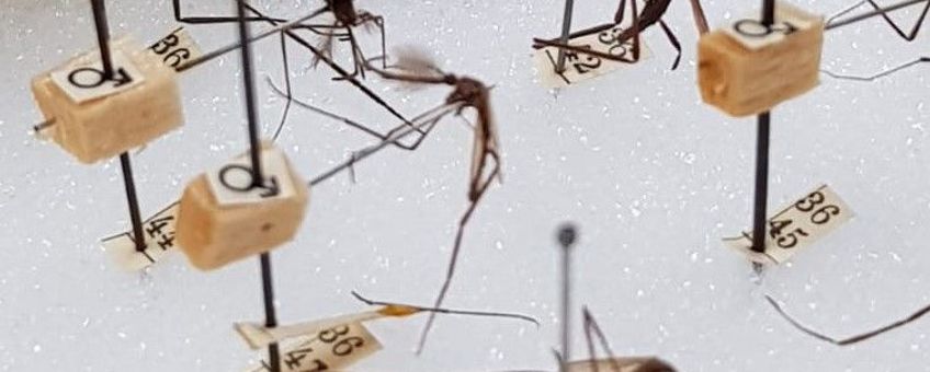 Enkele opgepinde muggen uit de Bonne-Wepster collectie.