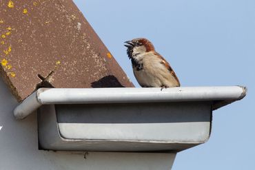 De huismus is een echte stadsvogel, maar vindt daar tegenwoordig minder plek om te nestelen