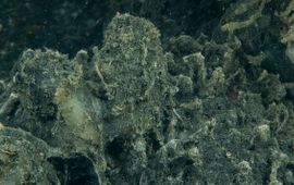 Peter H van Bragt, Stichting ANEMOON Gitzwarte giftige en zuurstofloze bodem Grevelingenmeer