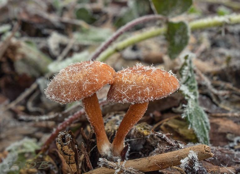 Winterdonsvoetje (Tubaria furfuracea var. hiemalis)