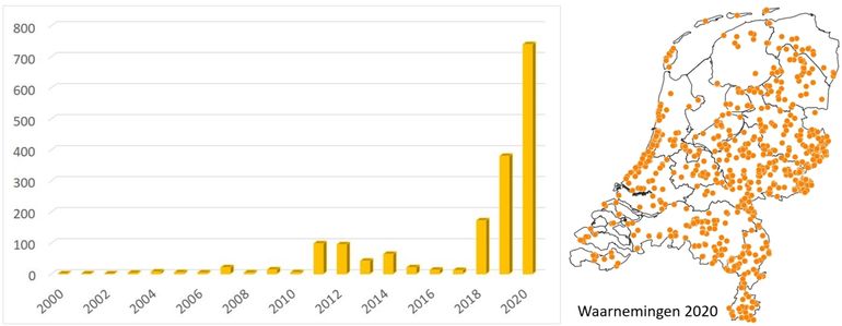 Grafiek: aantal kilometerhokken met waarnemingen van de grote vos van 2000 tot en met 2020; kaartje: de waarnemingen in 2020