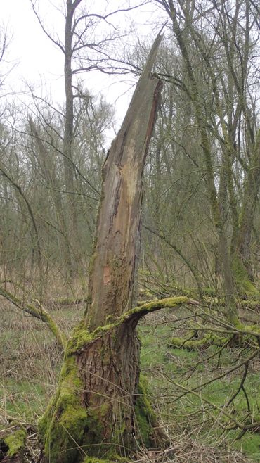 Staand boomlijk van wilg, groeiplaats van Chaenotheca biesboschii. Biesbosch, Grienden van de Dood, Doolhof, 2019