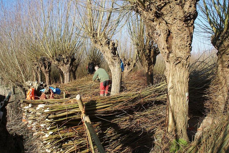 Wilgen worden geknot in de Rhoonse grienden