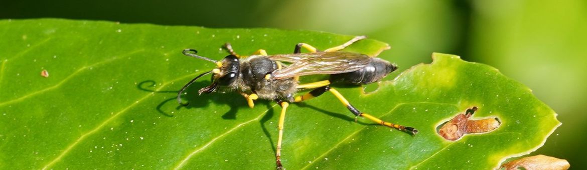 De Zoetermeerse geelsteelzwaluwwesp