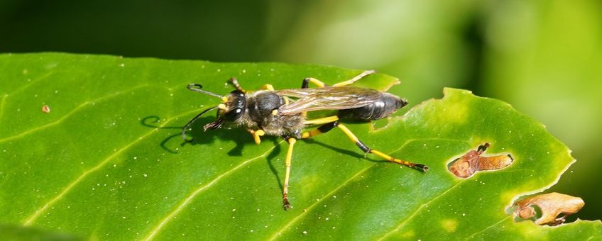 De Zoetermeerse geelsteelzwaluwwesp