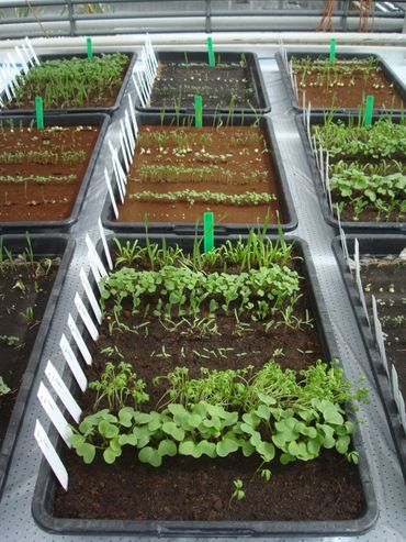 Overview of the experiment, with lower tray earth control with potting compost, middle tray Mars soil simulant and upper tray moon soil simulant. The photo is taken one week after the start of the experiment