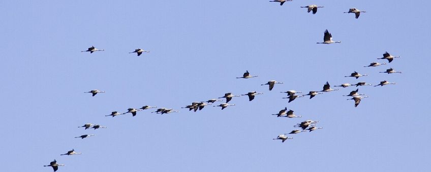 Grus grus. Kraanvogel