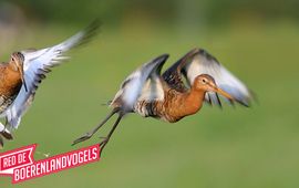 Anton Kieftenburg Red de boerenlandvogels