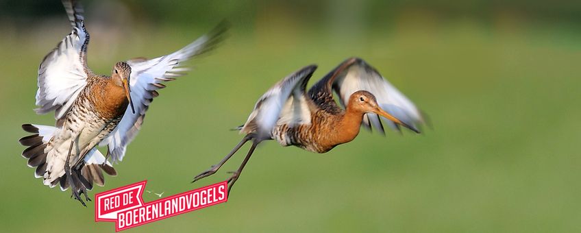 Red de boerenlandvogels