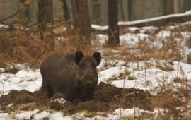 Jan Huttinga Eenmalig gebruik: Wild zwijn in de sneeuw
