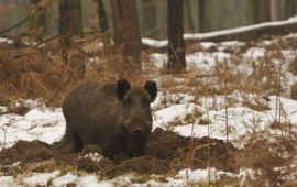 Eenmalig gebruik: Wild zwijn in de sneeuw