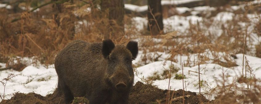 Eenmalig gebruik: Wild zwijn in de sneeuw