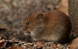 Jelle Van de Veire Rosse woelmuizen blijken verzot te zijn op truffels en helpen via hun uitwerpselen de truffelsporen te verspreiden. (Foto: Jelle Van de Veire)