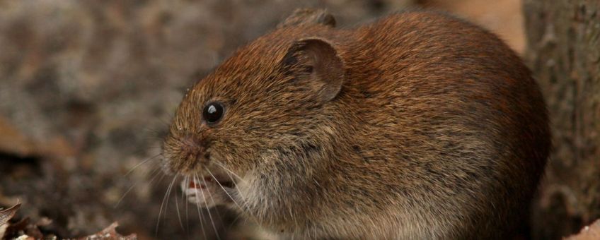 Rosse woelmuizen blijken verzot te zijn op truffels en helpen via hun uitwerpselen de truffelsporen te verspreiden. (Foto: Jelle Van de Veire)