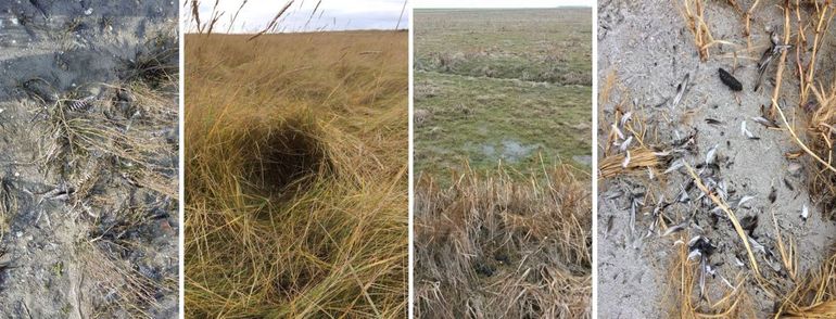 Vindplaatsen van plukresten (Kanoet en Bonte Strandloper) en braakballen van Velduilen