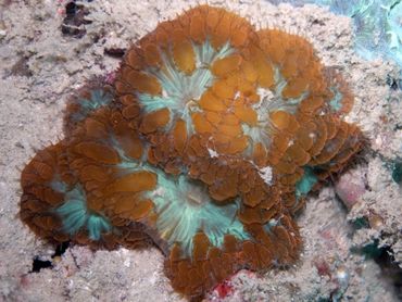 Blastomussa vivida is populair in de handel vanwege de mooie kleuren