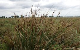 Juncus pallidus