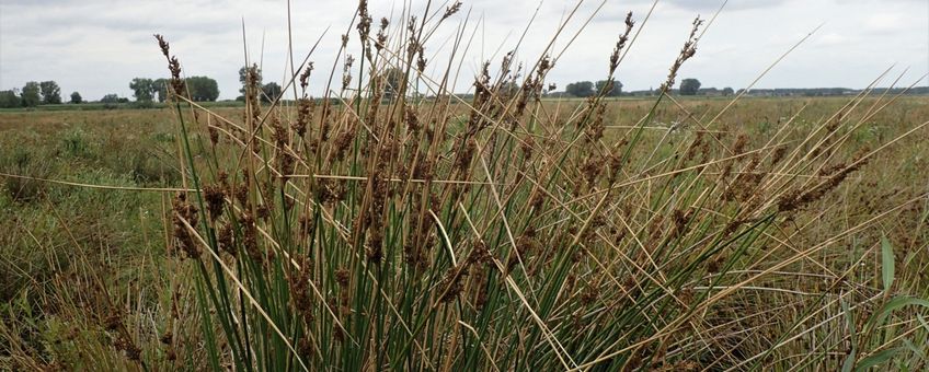 Juncus pallidus