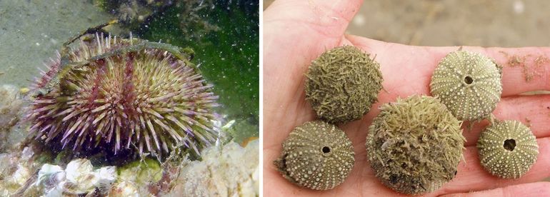 Links: Kleine zeeappel in de Oosterschelde (Anna Jacobapolder); rechts: aangespoeld bij IJmuiden, zowel met stekels als kale skeletjes met hun intrigerende sculptuur
