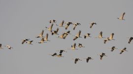 Kraanvogels