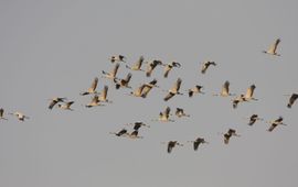 Kraanvogels